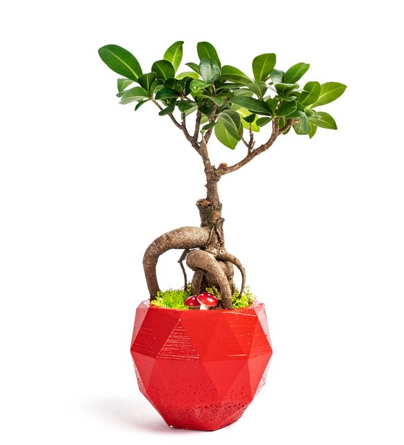 Ficus Bonsai