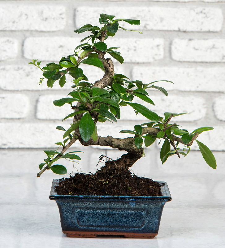 bonsai çiçeği