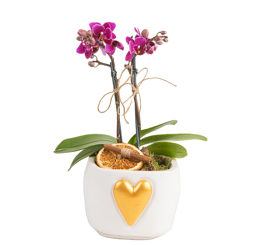 Altın Kalpli Orkide