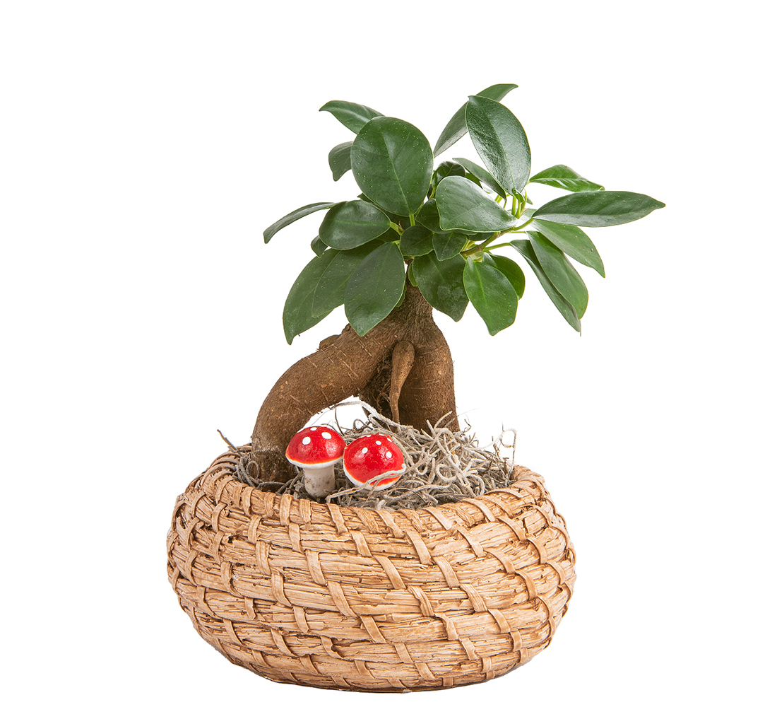 Hasır Serisi Ficus Bonsai
