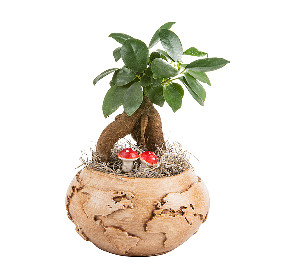 Dünyam Serisi Ficus Bonsai
