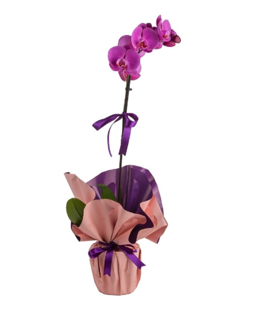 Butik mor orkide 