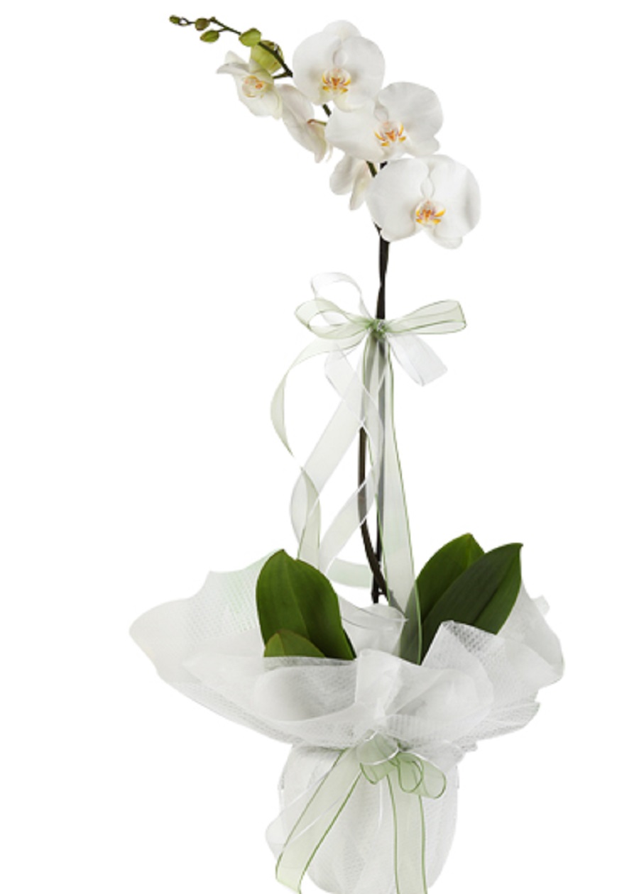 Tek Dallı Beyaz Orkide