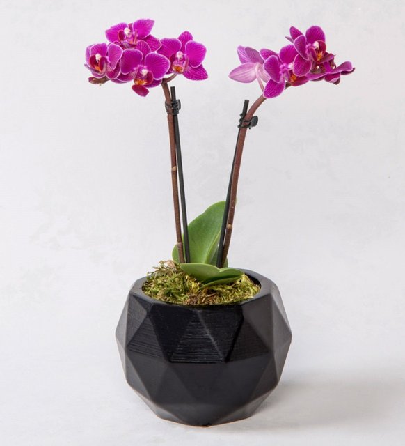 Mini orkide