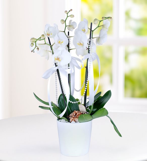 3 dallı beyaz orkide