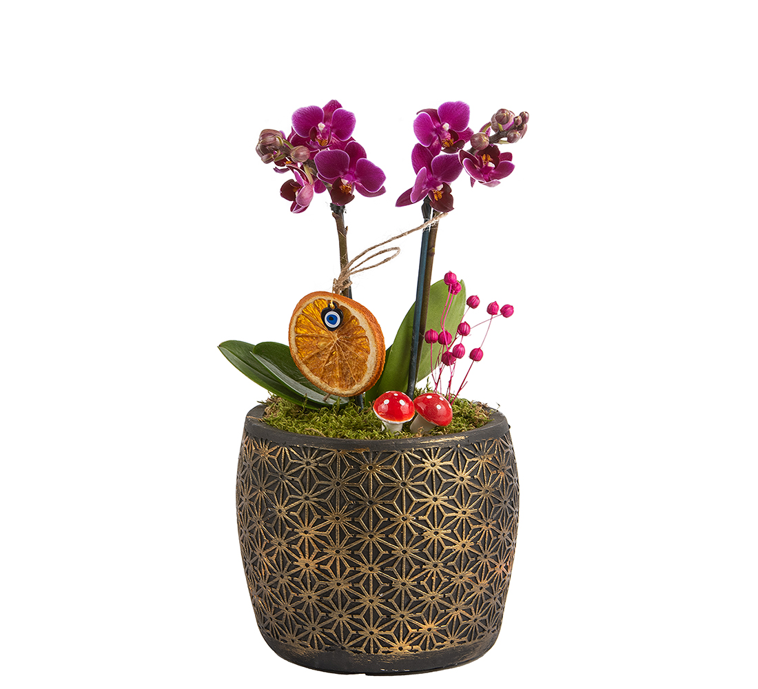 Dekoratif Saksıda Mini Orkide