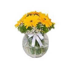 Fanusta Sarı Gerbera
